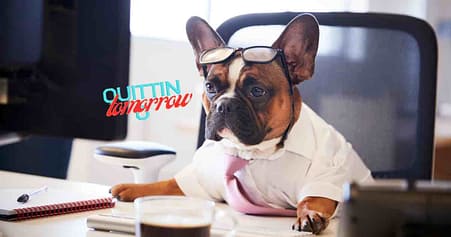 working-french-bulldog-wanting-to-quit-his-job