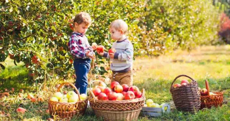 picking apples is one way to prioritize your life as a kid