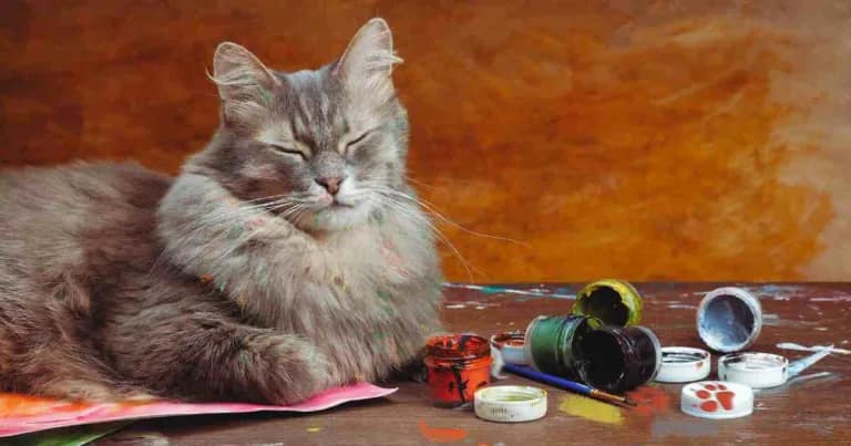 cat with eyes closed overwhelmed by creativity tips from Easy Write Now blog