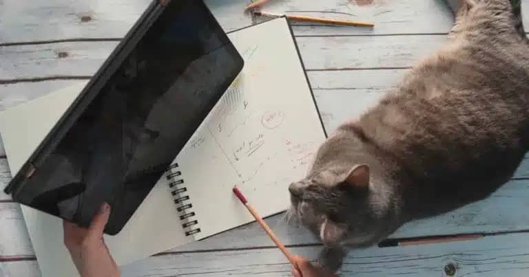 cat trying to avoid stress working from home